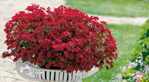 Photos von Blumenvarianten benutzt als: Topf und Beet Nemesia Sunsatia™ Granada