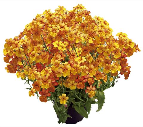 Photos von Blumenvarianten benutzt als: Terrasse, Topf Nemesia Sunsatia™ Kumquat