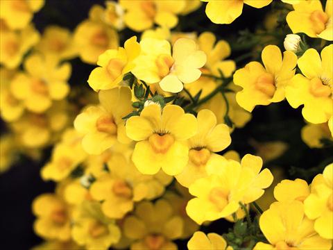 Photos von Blumenvarianten benutzt als: Topf und Beet Nemesia Sunsatia™ Pomelo