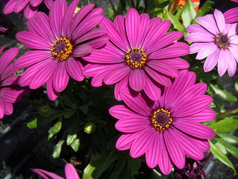 Photos von Blumenvarianten benutzt als: Topf, Beet, Terrasse Osteospermum Springstar™ Magenta