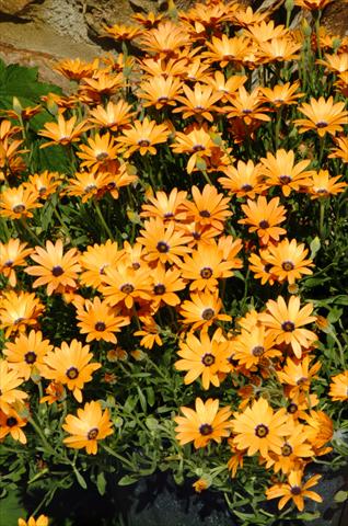 Photos von Blumenvarianten benutzt als: Topf, Beet, Terrasse Osteospermum Symphony Orange