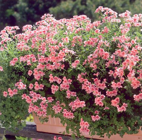 Photos von Blumenvarianten benutzt als: Terrasse, Beet Pelargonium crispum pac® Angeleyes® Orange