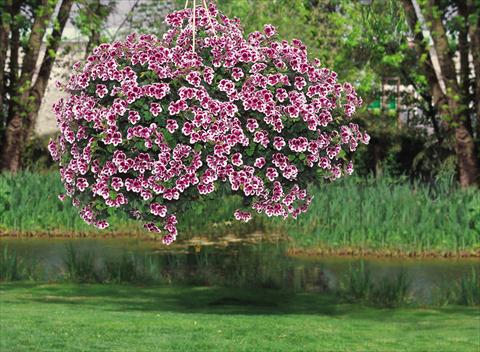Photos von Blumenvarianten benutzt als: Terrasse, Beet Pelargonium crispum pac® Angeleyes® Randy