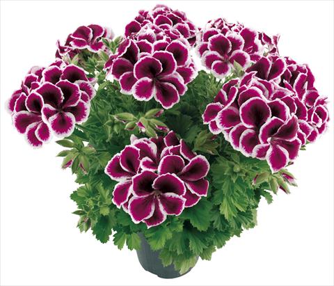 Photos von Blumenvarianten benutzt als: Topf Pelargonium grandiflorum Compact Moritz Top