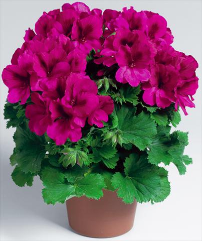 Photos von Blumenvarianten benutzt als: Topf Pelargonium grandiflorum Compact pac® Aristo® Burgundy