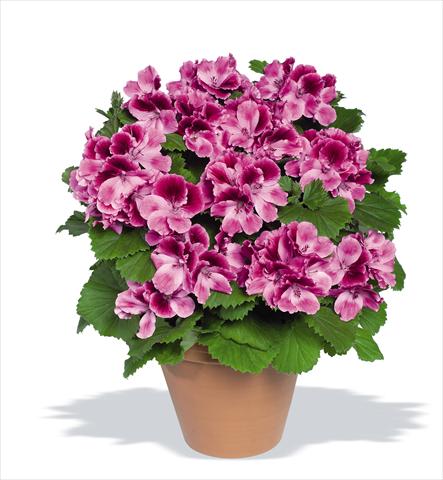 Photos von Blumenvarianten benutzt als: Topf Pelargonium grandiflorum Compact pac® Aristo® Candy