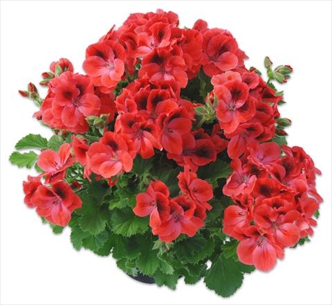 Photos von Blumenvarianten benutzt als: Topf Pelargonium grandiflorum Compact pac® Aristo® Claret
