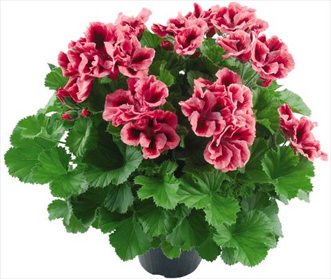 Photos von Blumenvarianten benutzt als: Topf Pelargonium grandiflorum Compact Vicky Top