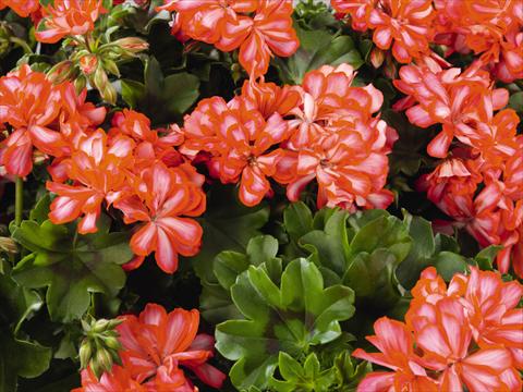 Photos von Blumenvarianten benutzt als: Terrasse, Topf Pelargonium peltatum Compact Gen® Lollipop Mandarin