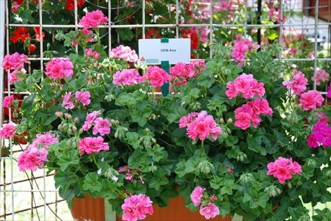 Photos von Blumenvarianten benutzt als: Terrasse, Beet Pelargonium peltatum Power Gen® Ana