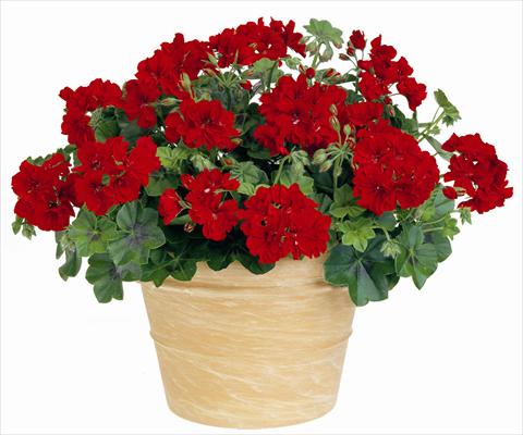 Photos von Blumenvarianten benutzt als: Terrasse, Topf Pelargonium peltatum Power Gen® Boneta