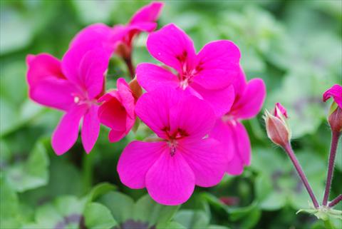 Photos von Blumenvarianten benutzt als: Terrasse, Beet Pelargonium peltatum Power Gen® Rainbow Neon