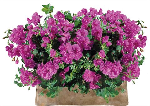 Photos von Blumenvarianten benutzt als: Terrasse, Topf Pelargonium peltatum Power Gen® Sunflair Amethyst
