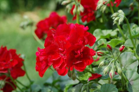 Photos von Blumenvarianten benutzt als: Terrasse, Topf Pelargonium peltatum Power Gen® Sunflair Fireball