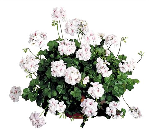 Photos von Blumenvarianten benutzt als: Terrasse, Topf Pelargonium peltatum Power Gen® Santa Cristina