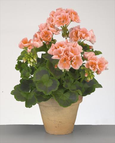Photos von Blumenvarianten benutzt als: Topf, Beet, Terrasse Pelargonium zonale Compact Gen® Rosario