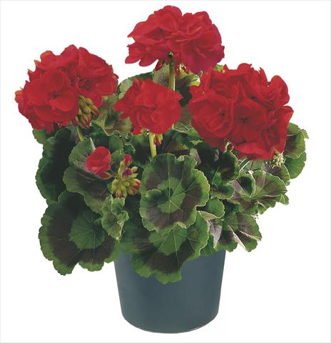 Photos von Blumenvarianten benutzt als: Terrasse, Topf Pelargonium zonale Compact Leonardo Top