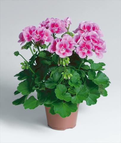 Photos von Blumenvarianten benutzt als: Terrasse, Topf Pelargonium zonale Compact pac® Flower Fairy® Rose