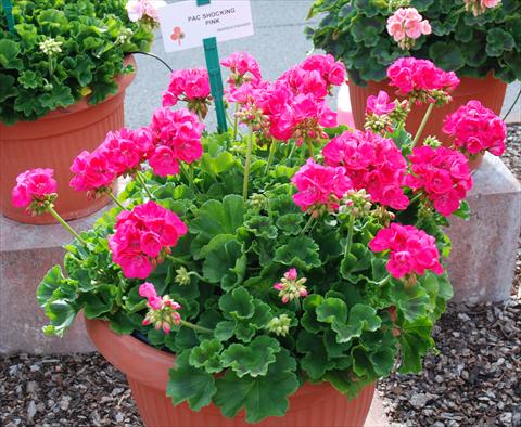Photos von Blumenvarianten benutzt als: Terrasse, Topf Pelargonium zonale Compact pac® Shocking Pink
