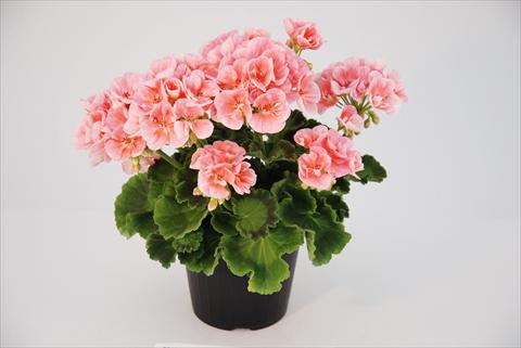 Photos von Blumenvarianten benutzt als: Terrasse, Topf Pelargonium zonale Compact Rosino Top