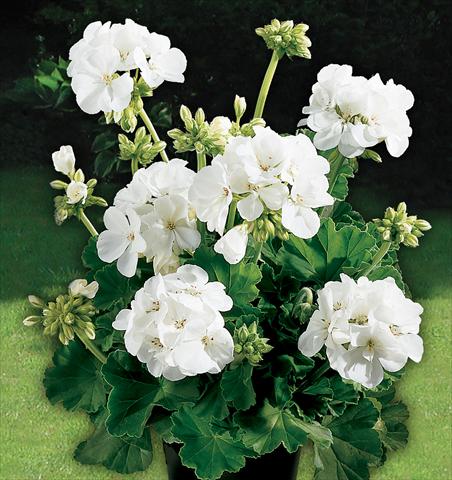 Photos von Blumenvarianten benutzt als: Topf, Beet, Terrasse Pelargonium zonale Power Gen® Astra