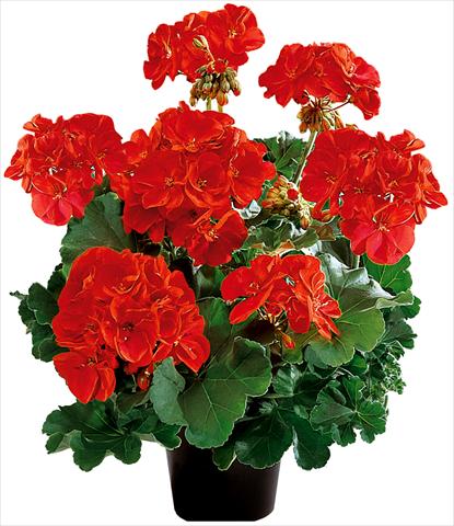 Photos von Blumenvarianten benutzt als: Topf, Beet, Terrasse Pelargonium zonale Power Gen® Belmonte Red