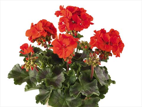 Photos von Blumenvarianten benutzt als: Topf, Beet, Terrasse Pelargonium zonale Power Gen® Belmonte Scarlet