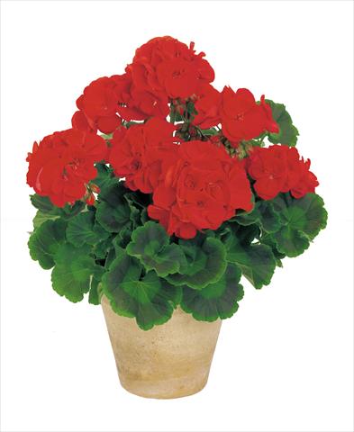 Photos von Blumenvarianten benutzt als: Topf, Beet, Terrasse Pelargonium zonale Power Gen® Carmen