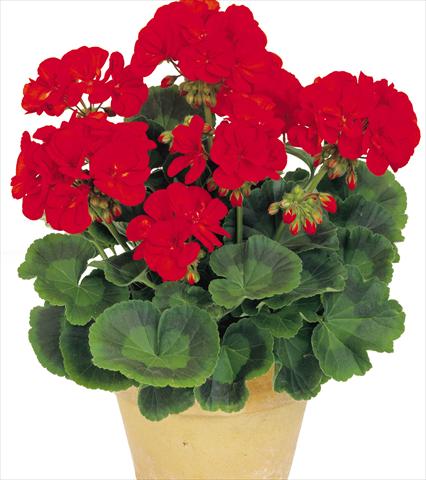 Photos von Blumenvarianten benutzt als: Topf, Beet, Terrasse Pelargonium zonale Power Gen® Toro