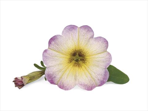 Photos von Blumenvarianten benutzt als: Terrasse, Topf Petunia x Calibrachoa Supercal Vanilla Blush