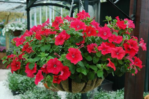 Photos von Blumenvarianten benutzt als: Topf, Terrasse, Ampel. Petunia Chilli Red