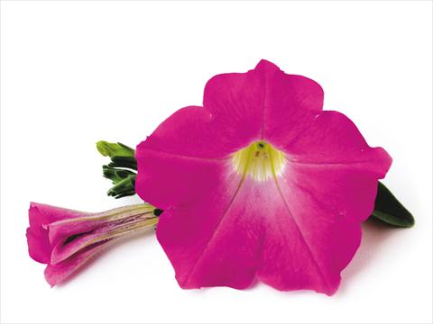 Photos von Blumenvarianten benutzt als: Terrasse, Topf Petunia Conchita™ Pink Kiss