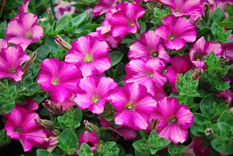 Photos von Blumenvarianten benutzt als: Terrasse, Topf Petunia Supertunia™ Raspberry Blast