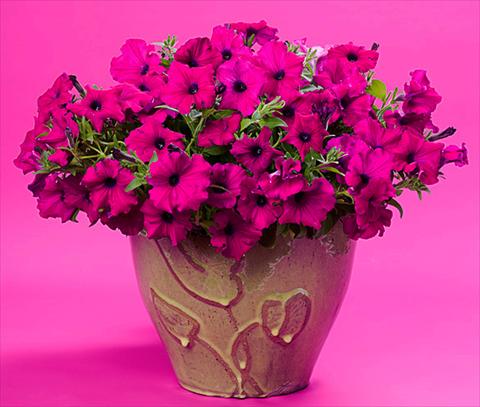Photos von Blumenvarianten benutzt als: Terrasse, Topf Petunia Supertunia™ Royal Magenta