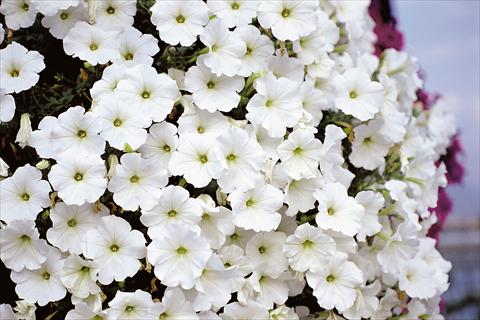 Photos von Blumenvarianten benutzt als: Terrasse, Topf Petunia Supertunia™ White