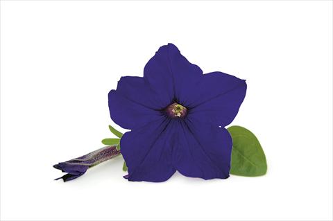 Photos von Blumenvarianten benutzt als: Terrasse, Topf Petunia Veranda Dark Blue