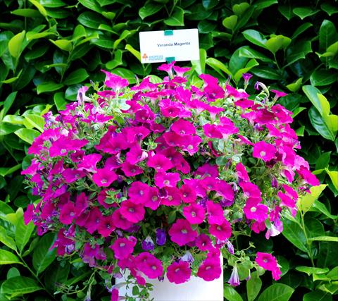 Photos von Blumenvarianten benutzt als: Terrasse, Topf Petunia Veranda Magenta