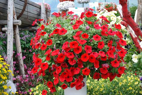 Photos von Blumenvarianten benutzt als: Terrasse, Topf Petunia Veranda Scarlet