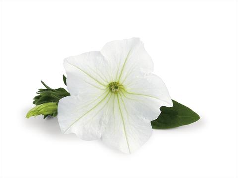 Photos von Blumenvarianten benutzt als: Terrasse, Topf Petunia Veranda White