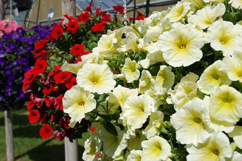 Photos von Blumenvarianten benutzt als: Terrasse, Topf Petunia Veranda Yellow