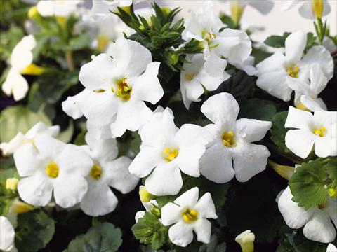 Photos von Blumenvarianten benutzt als: Terrasse, Topf Sutera Suteranova Big White
