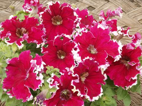 Photos von Blumenvarianten benutzt als: Topf, Beet, Terrasse, Ampel Petunia x hybrida Can Can Red Picotee