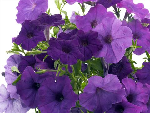 Photos von Blumenvarianten benutzt als: Topf, Beet, Terrasse, Ampel Petunia x hybrida Nuvolari Blue