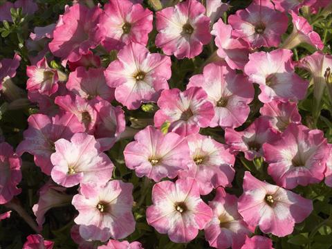 Photos von Blumenvarianten benutzt als: Topf, Beet, Terrasse, Ampel Petunia x hybrida Nuvolari Dusty Pink