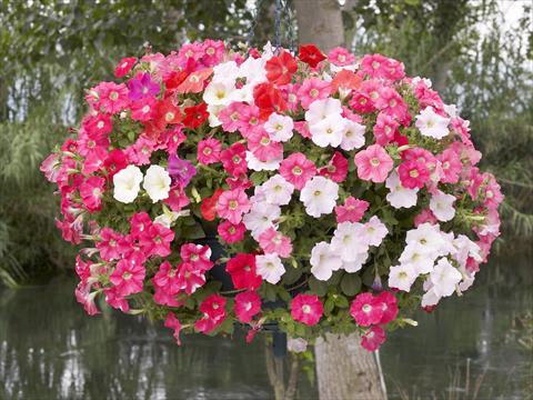 Photos von Blumenvarianten benutzt als: Topf, Beet, Terrasse, Ampel Petunia x hybrida Nuvolari Mix