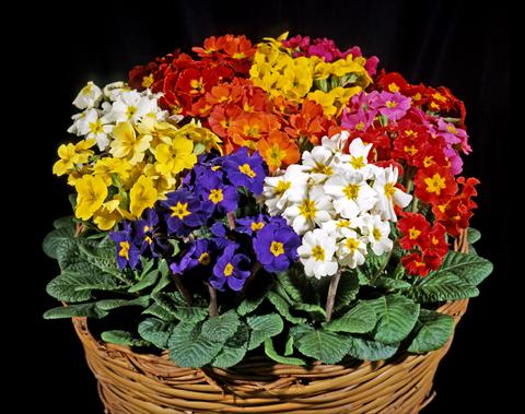 Photos von Blumenvarianten benutzt als: Topf und Beet Primula polyanthus Garden Beauty Mix