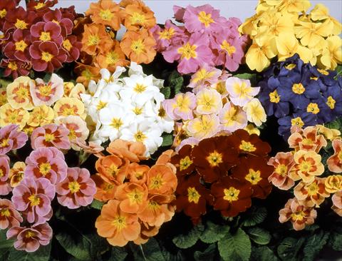 Photos von Blumenvarianten benutzt als: Topf und Beet Primula polyanthus Pacific Strain Mix