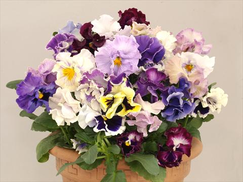 Photos von Blumenvarianten benutzt als: Topf und Beet Viola wittrockiana Baciata Mix