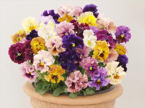 Photos von Blumenvarianten benutzt als: Topf und Beet Viola wittrockiana Ballerina Mix