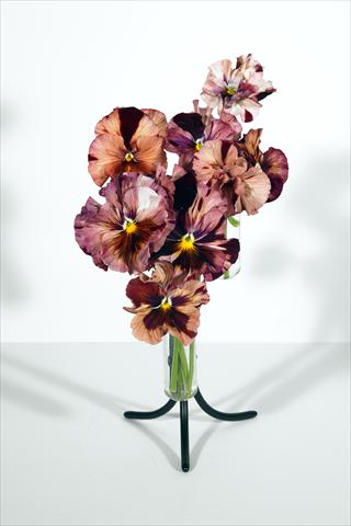 Photos von Blumenvarianten benutzt als: Topf und Beet Viola wittrockiana Chianti Shades